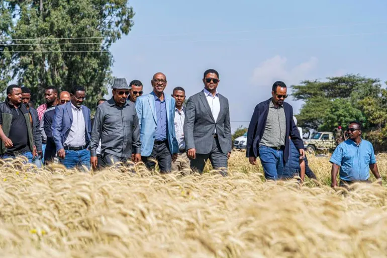 نجاح زراعة القمح المروية في البلاد  