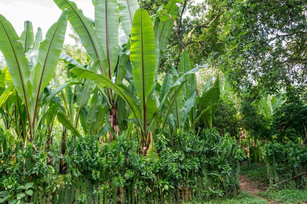 انسيت “الموز الكاذب”  في  إثيوبيا هل يحقق الاكتفاء الذاتي ؟!