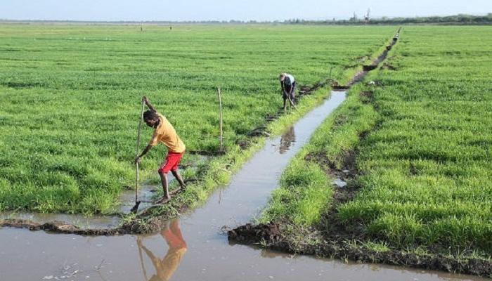 نجاح إثيوبيا في قطاع القمح المروي صيفا والمائدة من أجل التنمية والبصمة الخضراء
